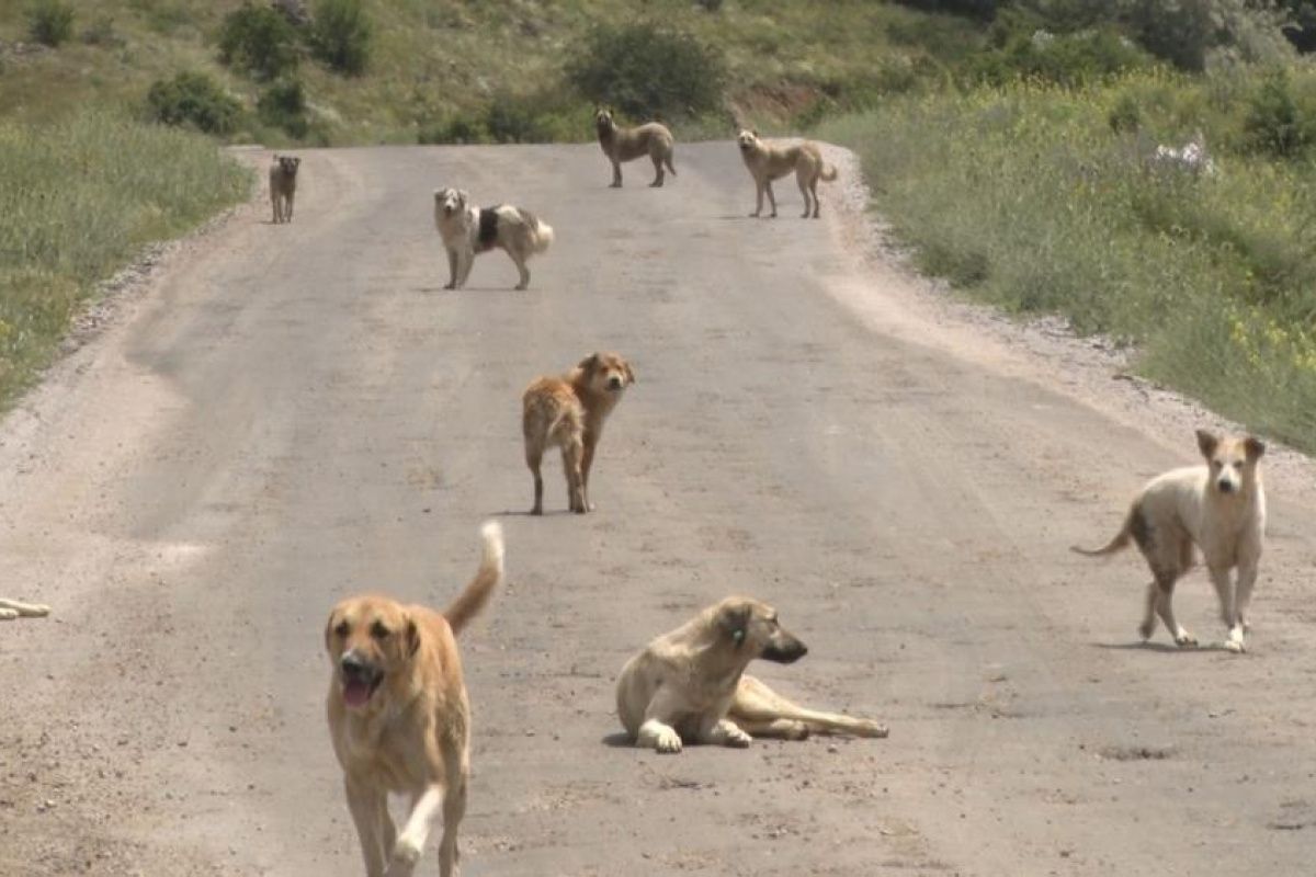 Sincan’da Başıboş Köpek Sorunu Vatandaşları Tedirgin Ediyor