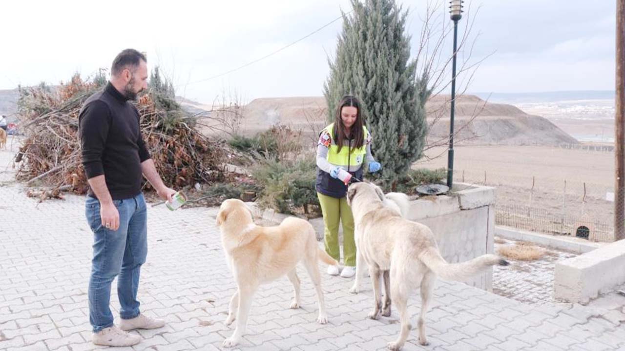 Sokak Hayvanlarına Şefkat Eli: Sorgun Belediyesi’nden Örnek Proje