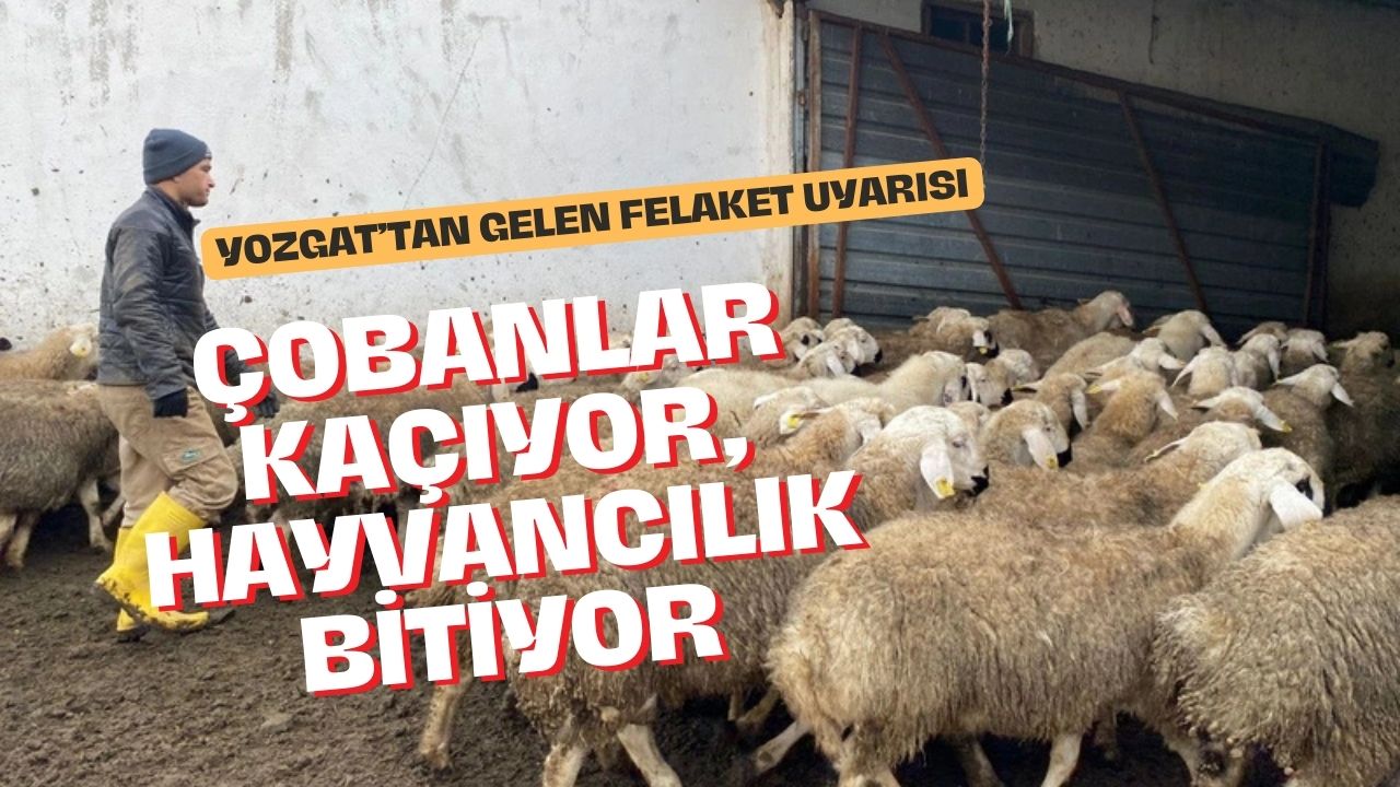 Çobanlar Kaçıyor, Hayvancılık Bitiyor: Yozgat'tan Gelen Felaket Uyarısı!
