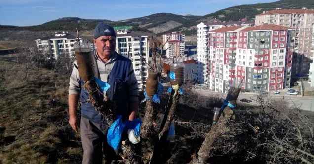 Ahlat ağaçlarına hayrına meyve aşılıyor
