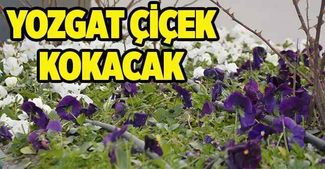 Yozgat, çiçek kokacak