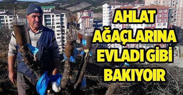 Ahlat ağaçlarına, evladı gibi bakıyor