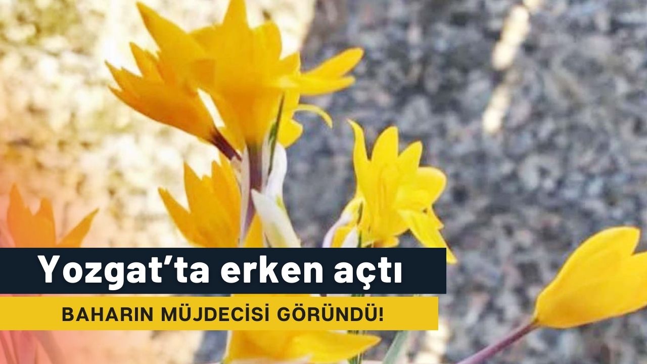 Yozgat'ta bahara müjdesi çiğdemler erken çiçek açtı!