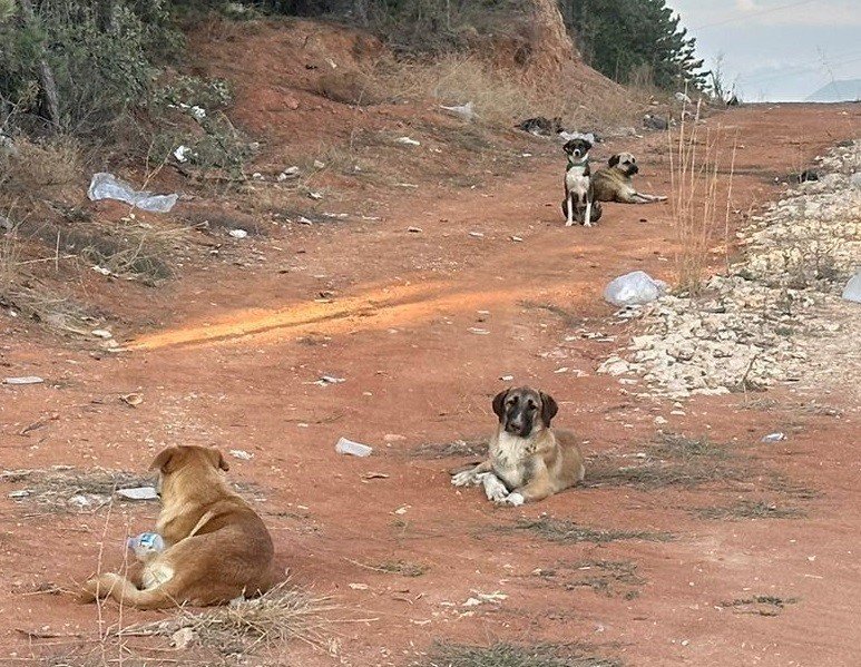 Başıboş Köpekler tehlike saçıyor
