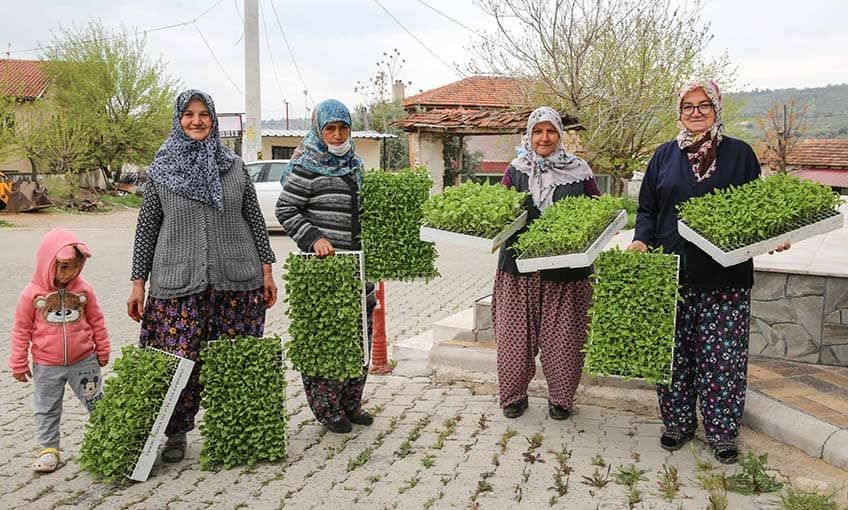 Akyurt Belediyesi’nden Çiftçilere Sebze Fidesi Desteği