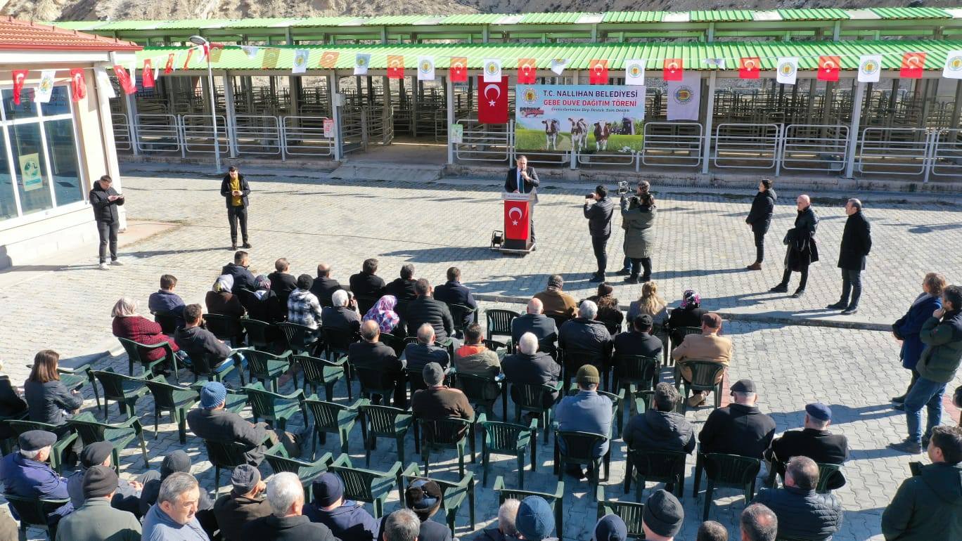 Nallıhan'da Gebe Düve Dağıtıldı