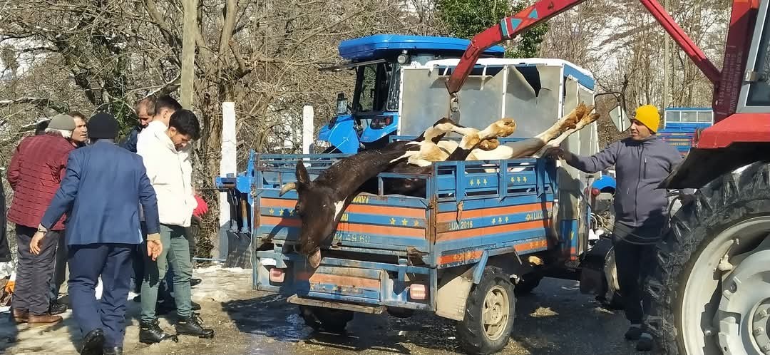 Ahırda çıkan yangında 5 büyükbaş hayvan telef oldu