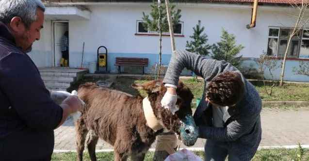 Sürücünün ölüme terk ettiği eşek tedavi altına alındı