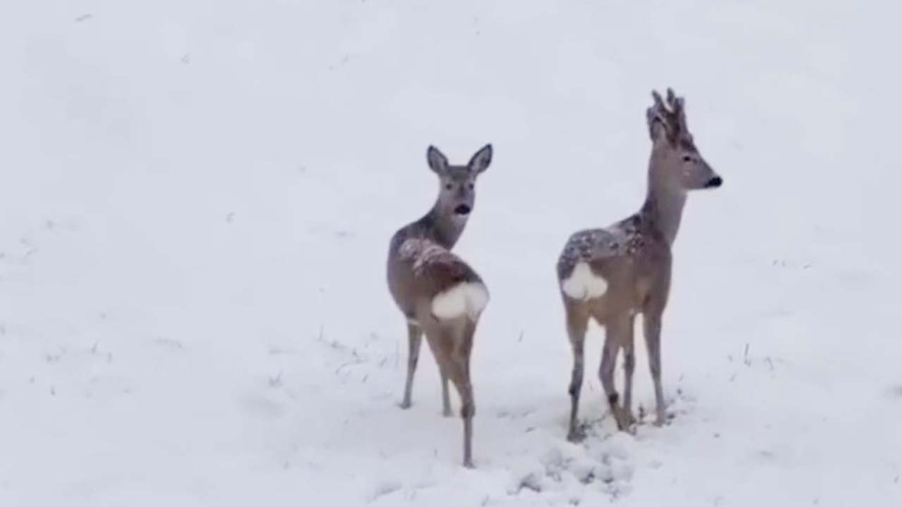 Yozgat'ta Karlar Altında Yaban Hayatı!