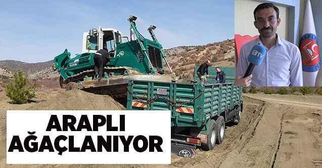 Araplı, ağaçlanıyor
