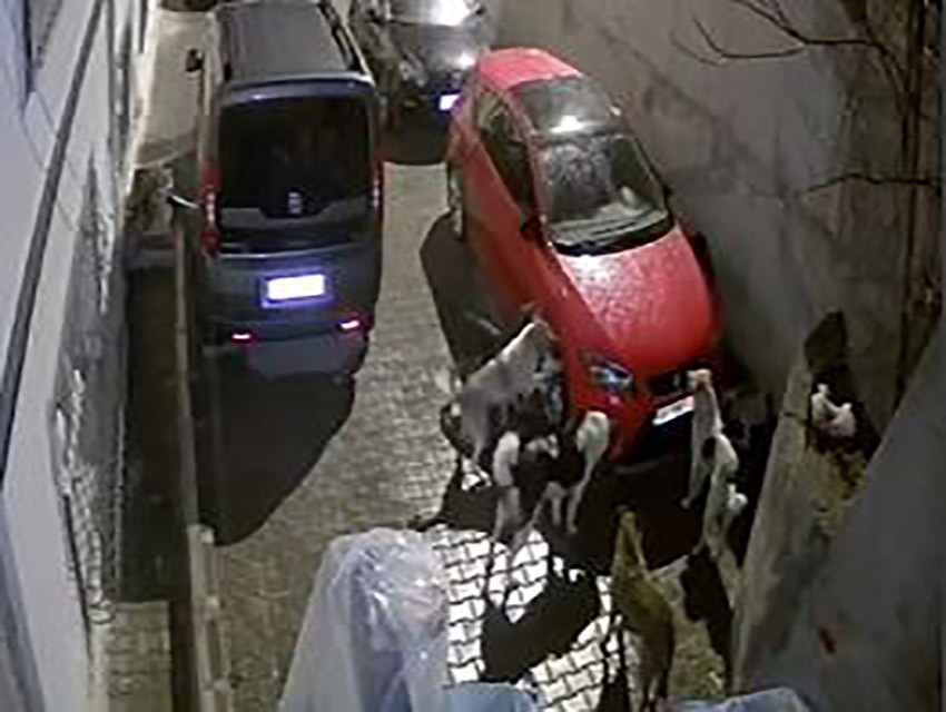 Ankara'da başıboş Köpekler Aracı Parçaladı