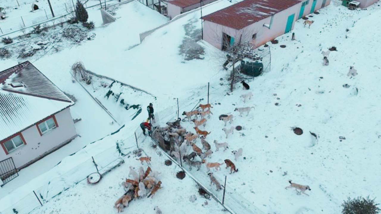 Sorgun’da Sokak Hayvanları Artıyor! Başkan Ekinci Çağrıda Bulundu!