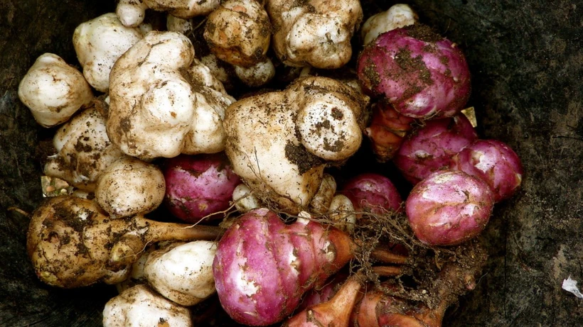Yozgat'ın Komşusunda Yer Elması, Patates Gibi Ekiliyor: Kilosu 50 TL’den Satılıyor!