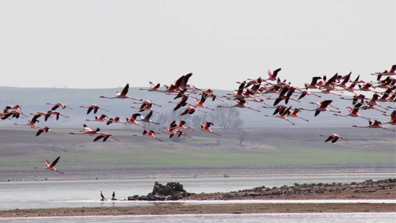 Yozgat’ın Gelingüllü Barajı’nda Flamingoların Büyüleyici Göçü Devam Ediyor