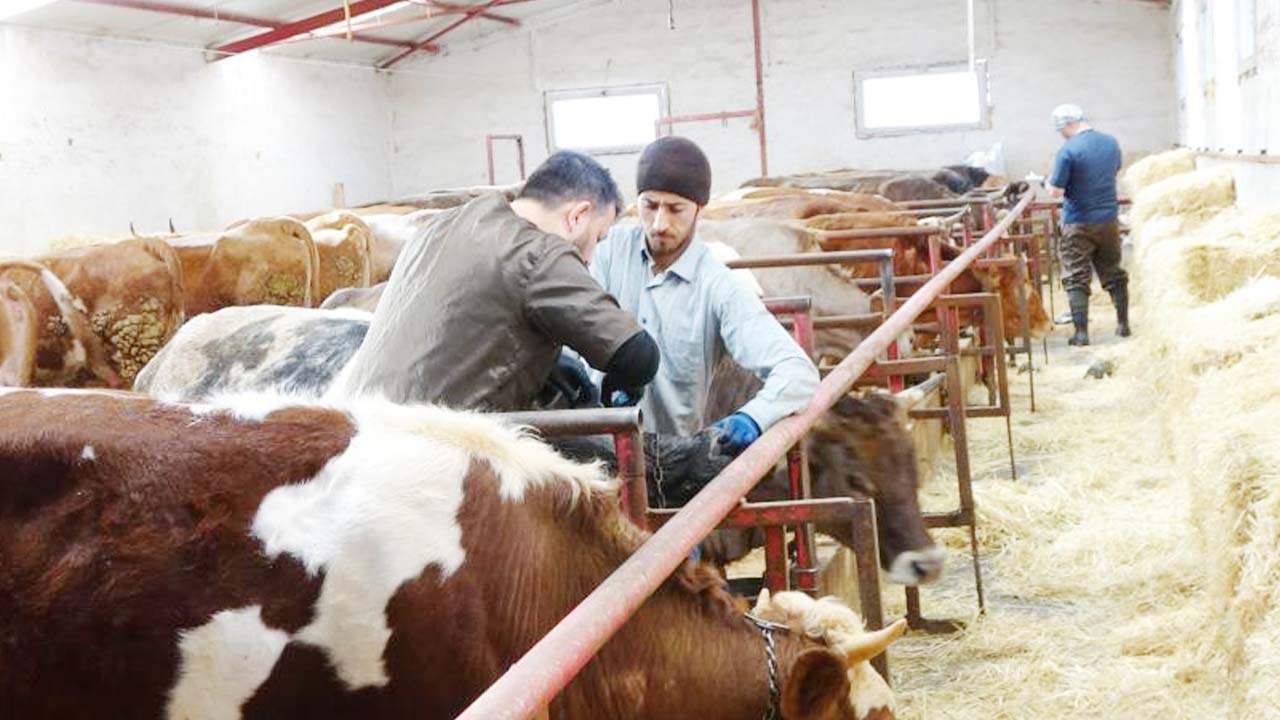 Şap Hastalığı nedir? Tanı ve Tedavi Yöntemleri Neler?