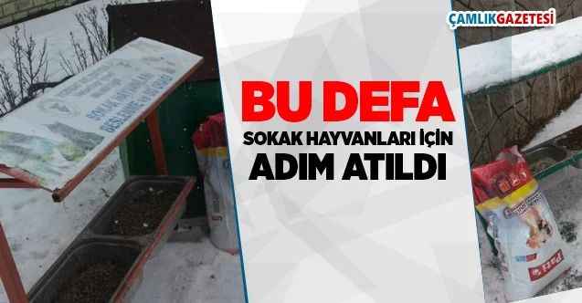 Yozgat Belediyesi Sokak Hayvanları İçin Harekete Geçti