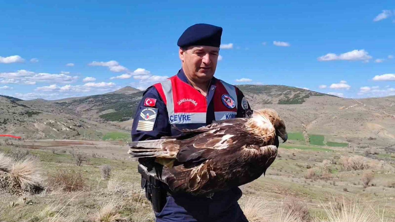 Yozgat’ta bulunan ‘Kaya Kartalı’ tedavi altına alındı