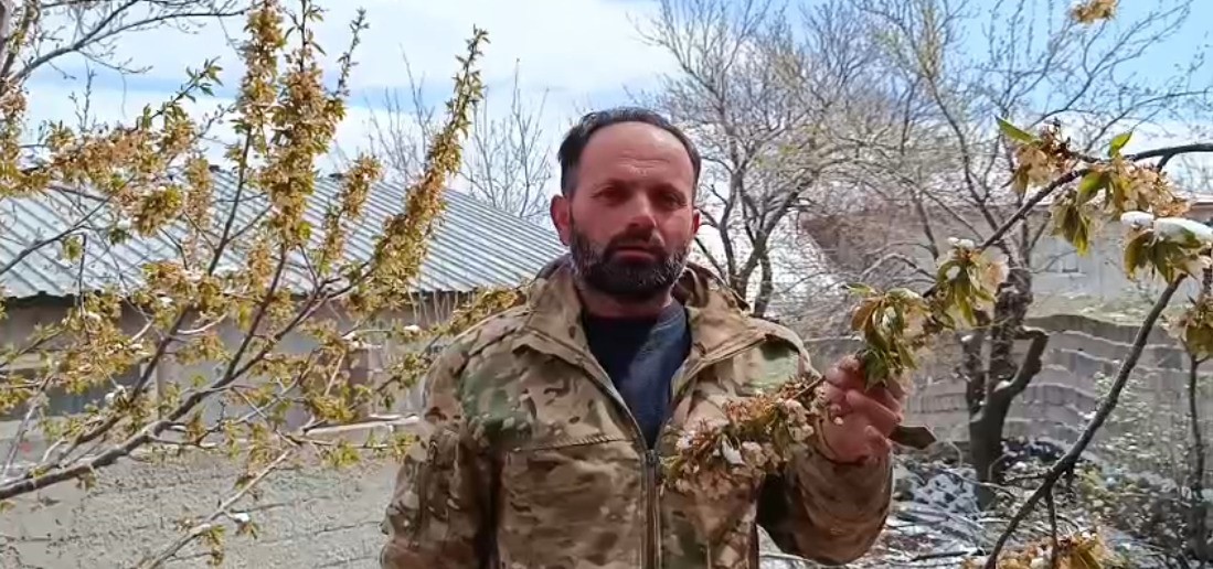 Yozgat’ta zirai don meyve ağaçlarını vurdu
