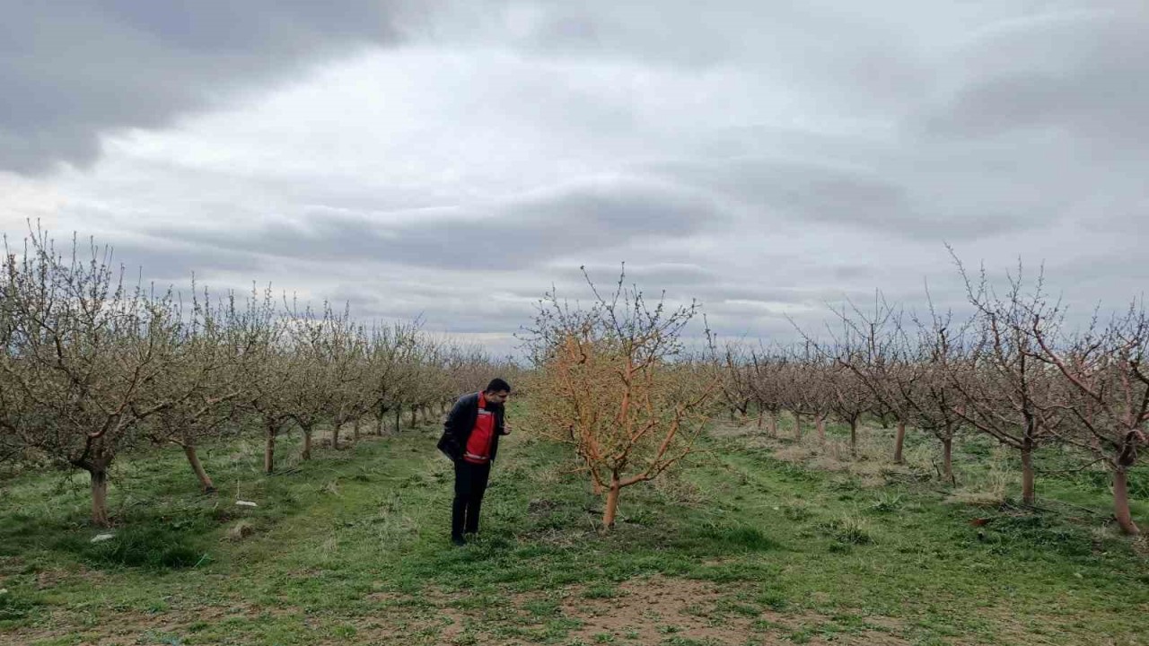 Yozgat’ta zirai don, üreticileri zarara uğrattı