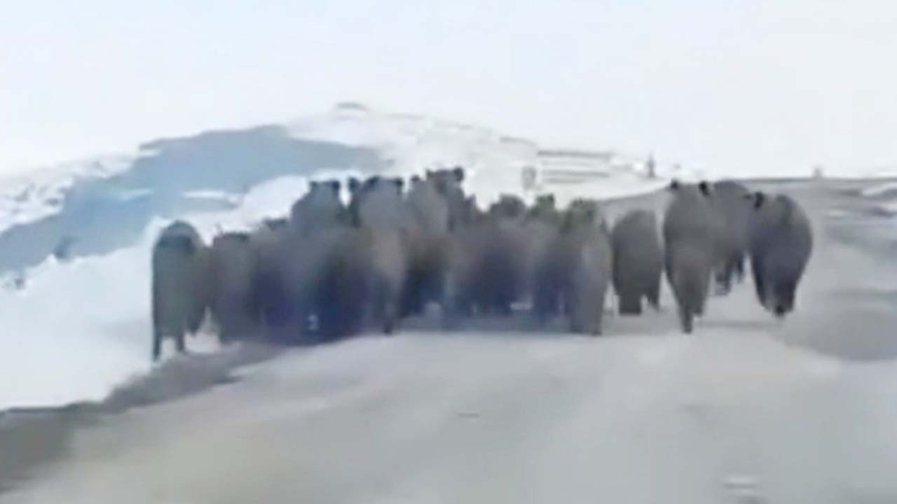 Yozgat’ta Şok Görüntü! 30 Yaban Domuzu Araçların Önüne Fırladı!