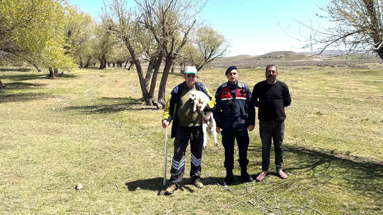 Yerköy’de Başıboş Küçükbaş Hayvan Sahibine Teslim Edildi
