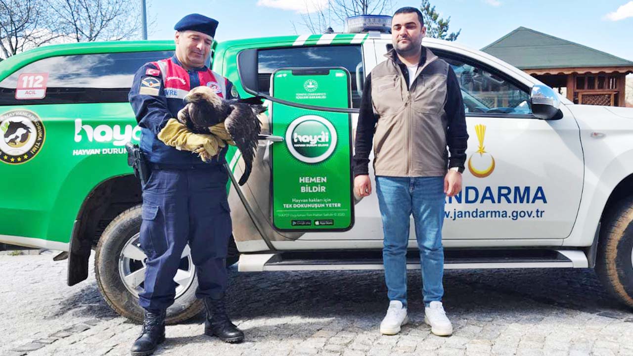 Yozgat’ta Yaralı Kaya Kartalı Jandarma Ekipleri Tarafından Kurtarıldı!