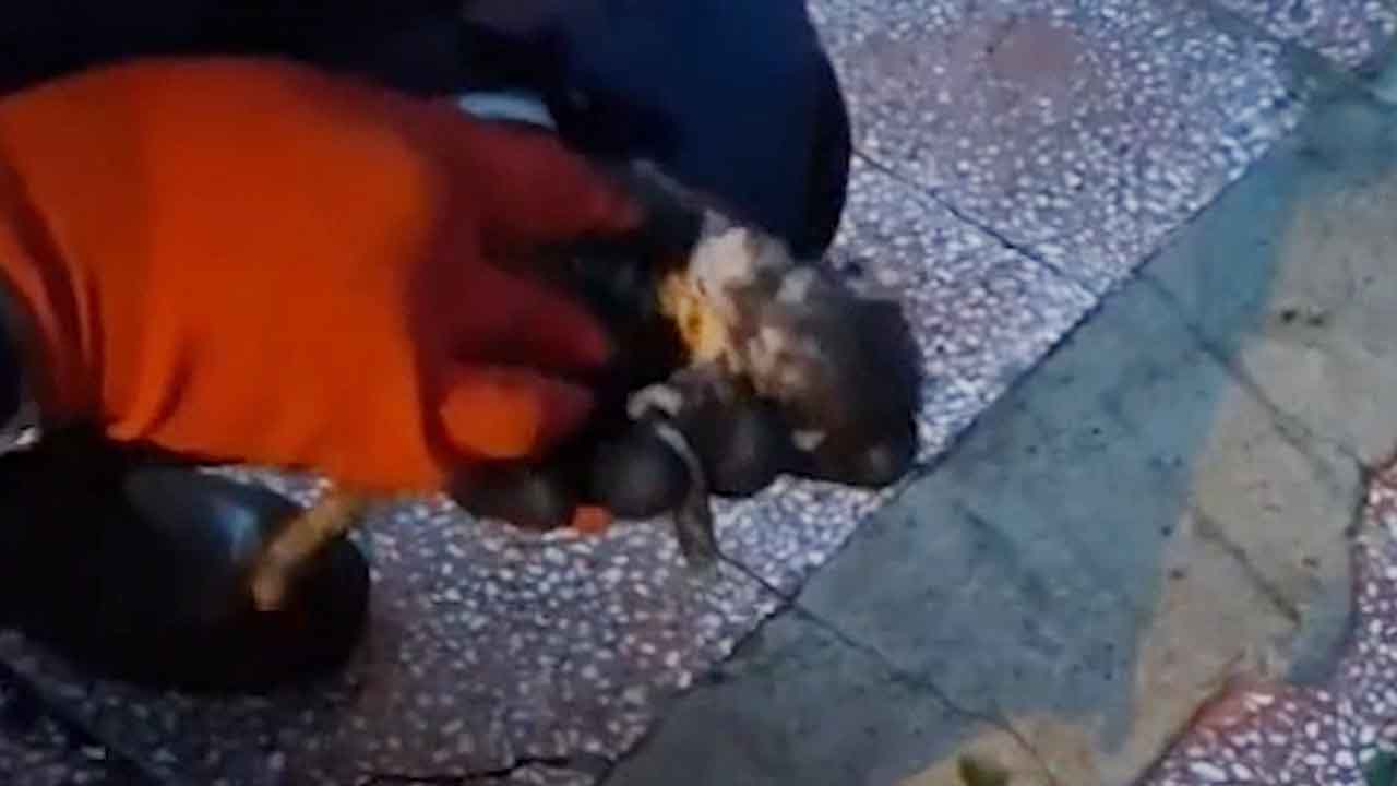 Yozgat'ın komşusunda yürek ısıtan görüntü.. Anne kedi getirdi, itfaiye eri kurtarmaya çalıştı!