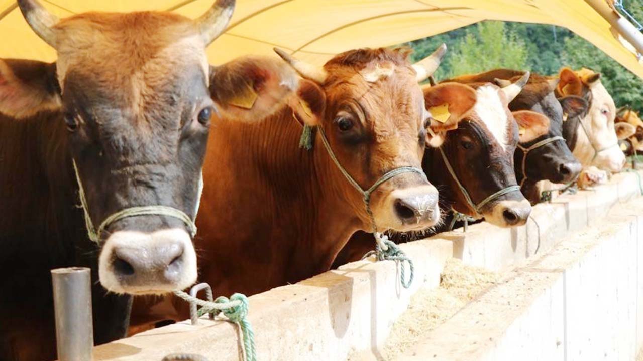 Kurban Bayramı'nda Kesim Kazalarına Son! Bu Kurs Hayat Kurtarır!