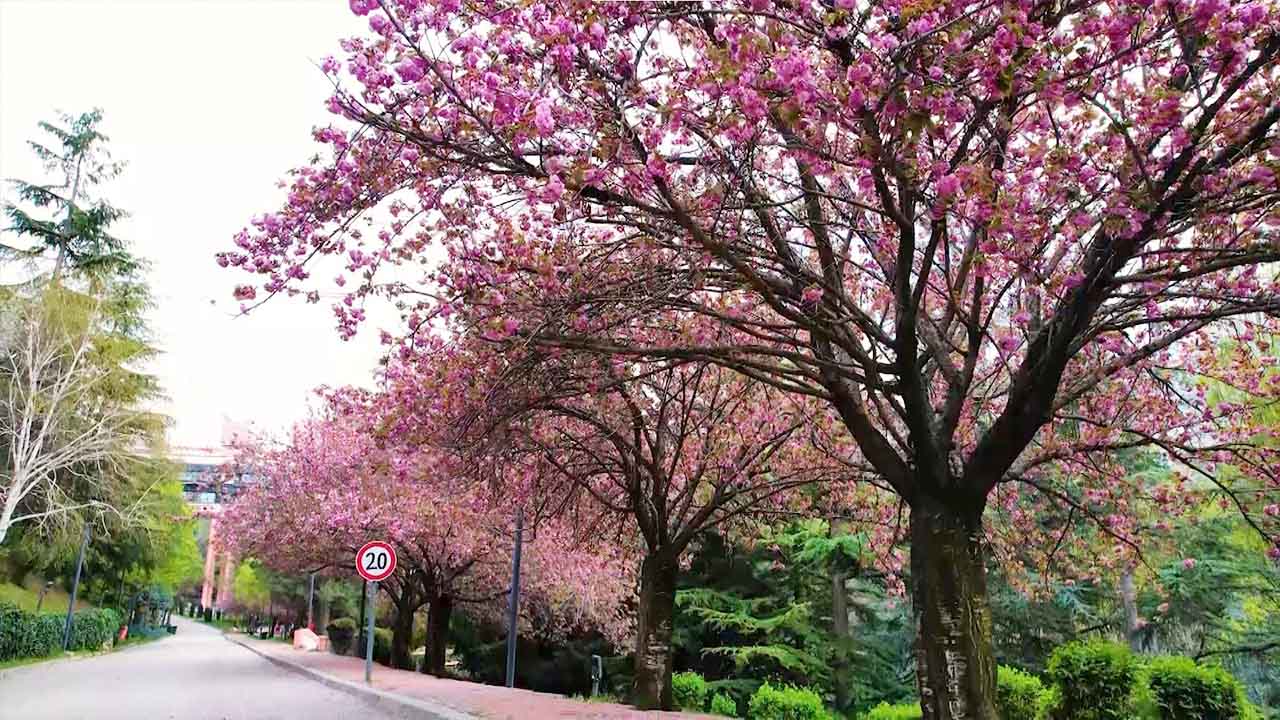 Başkent'te görsel şölen! Sakuralar çiçek açtı..