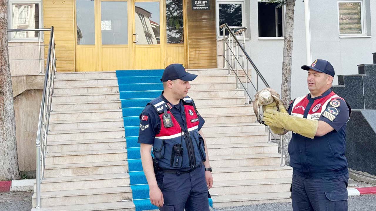 Yozgat’ta Yaralı Şahin İçin Jandarma Seferber Oldu!