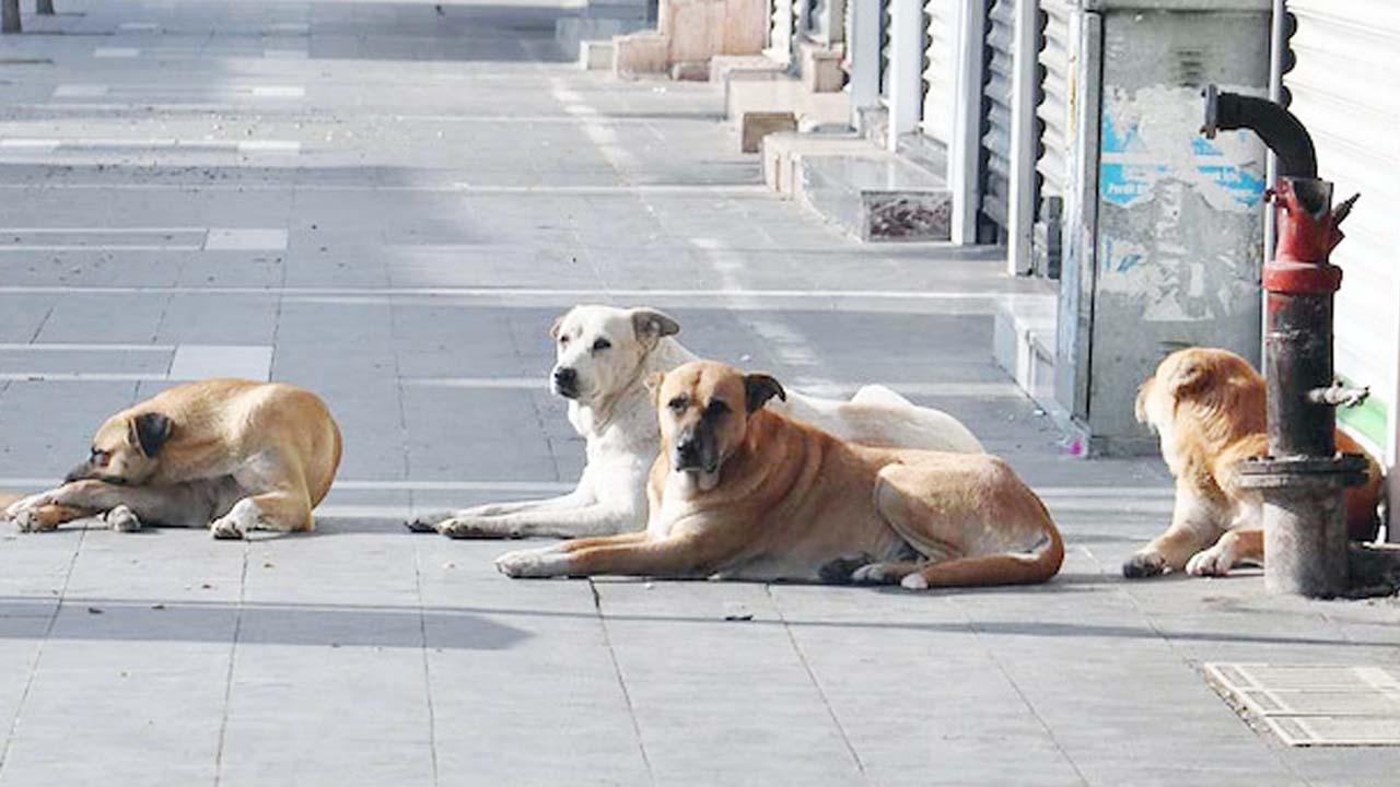 Yozgat’ta sahipli hayvanını sokağa bırakanlara ağır ceza kapıda!