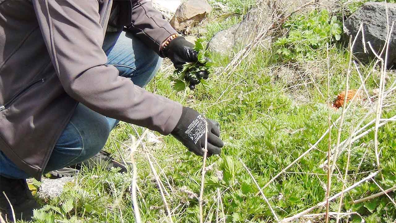 Uzmanlardan Yozgat'a uyarı:"Her ot şifa anlamına gelmiyor"