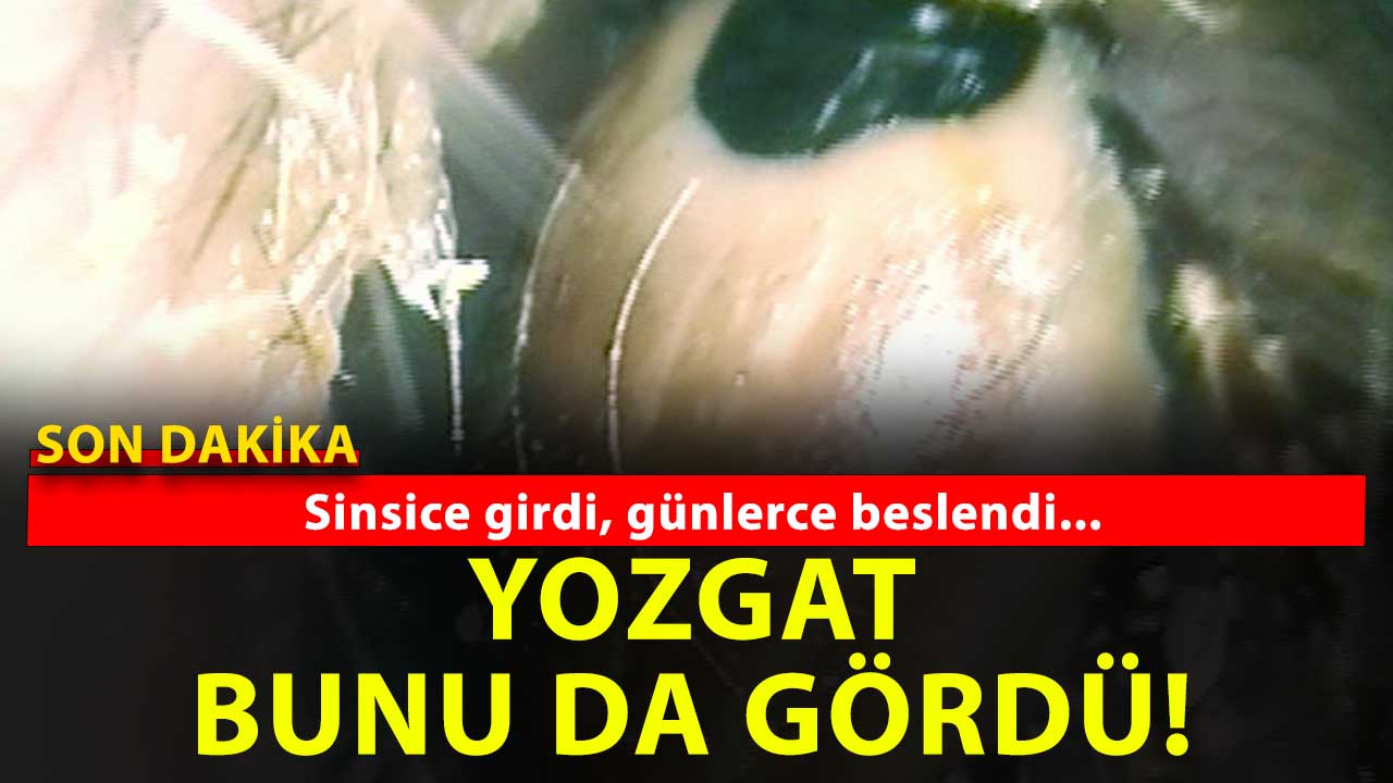 Yozgat’ta Kulağında Kene İle Günlerce Yaşayan Çobanın Hikayesi! Tehlikenin başladığı yıllar...