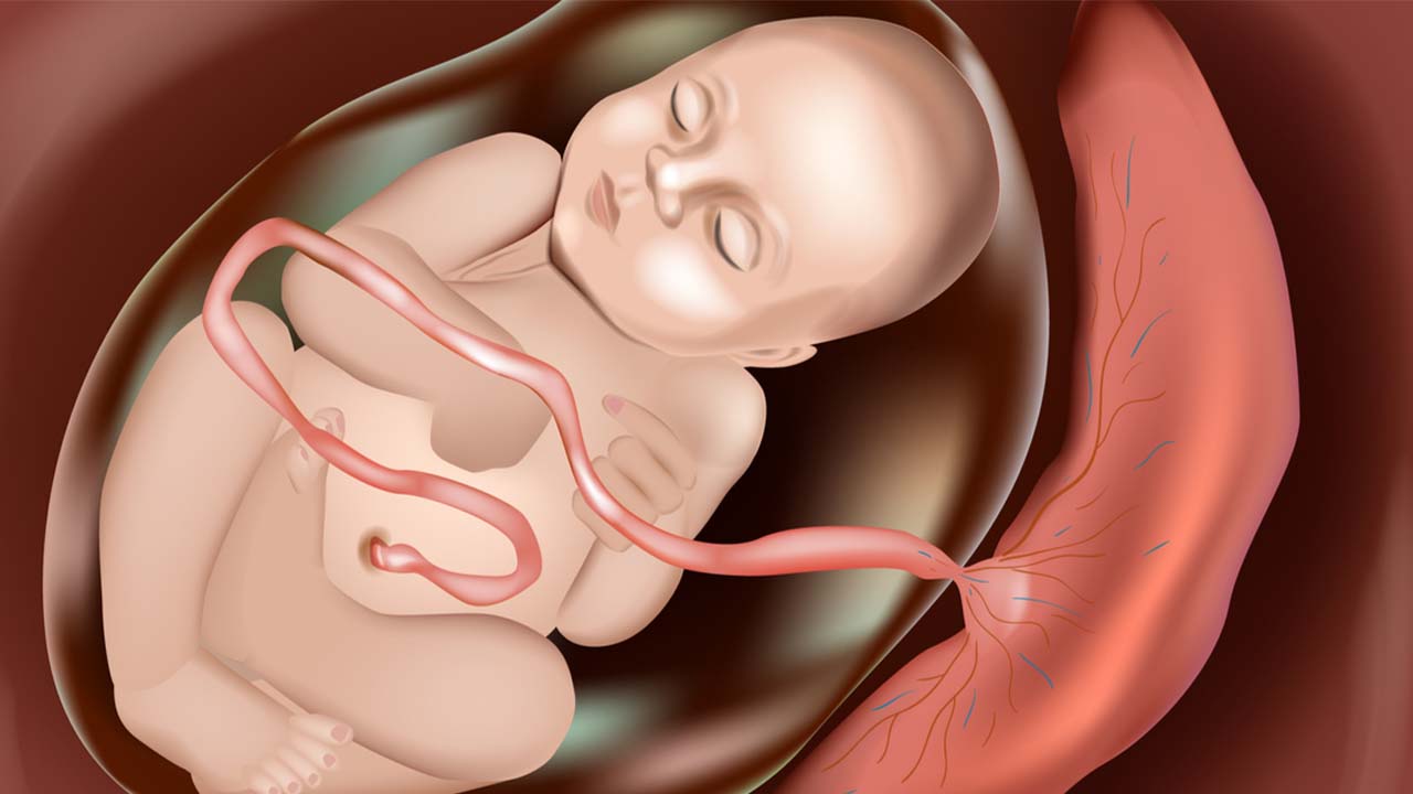 7 Aylık Bebek Anne Karnında Nasıl Durur