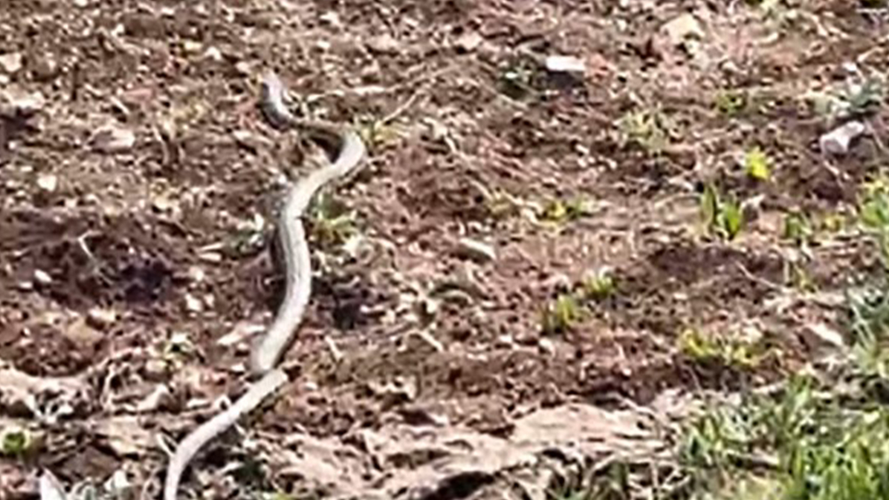 Yozgat’ta Besici, Ağacın Dalında Dev Yılanla Göz Göze Geldi