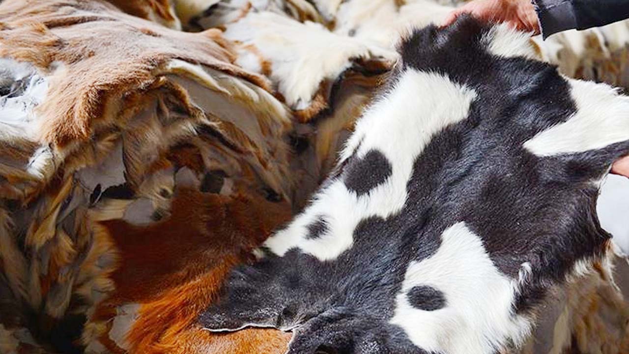 Yozgat’ta Kurban Derisi Toplayan STK’lar Kimler?