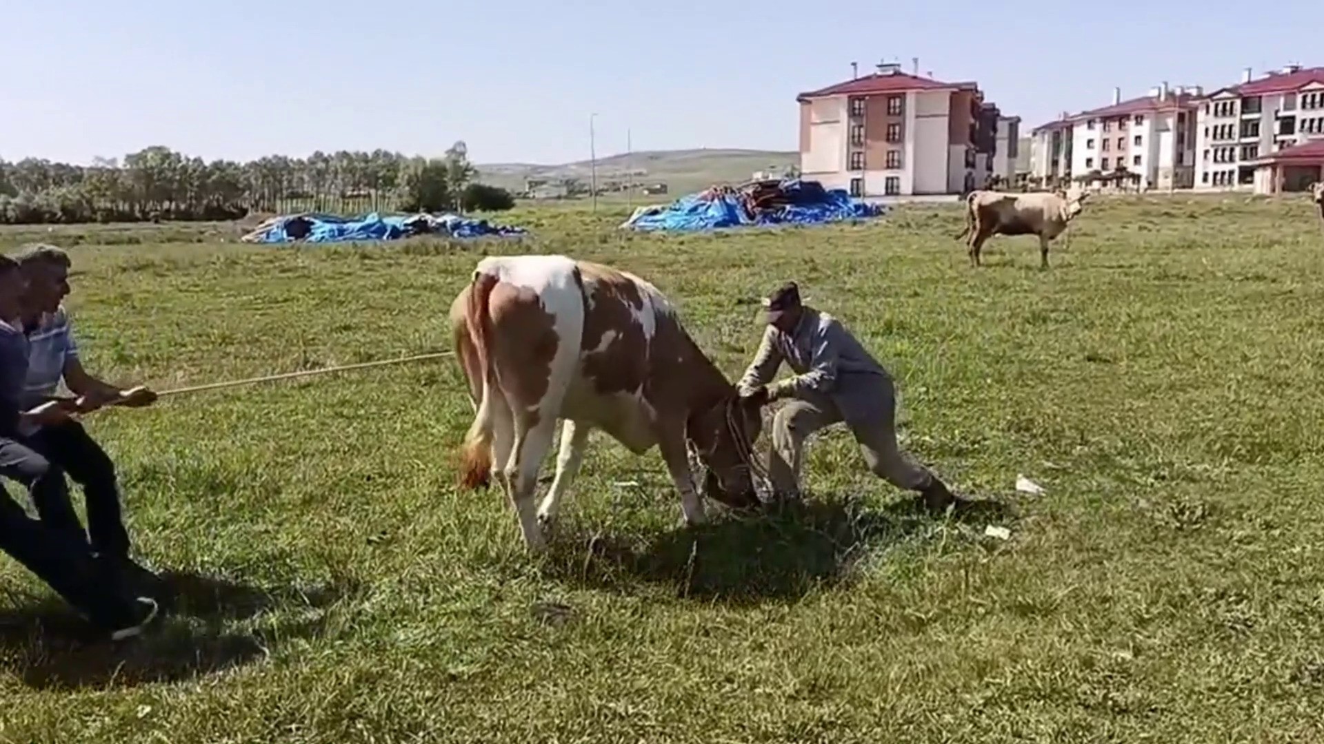 Yozgat'ta kaçan kurbanlık kameralara yansıdı