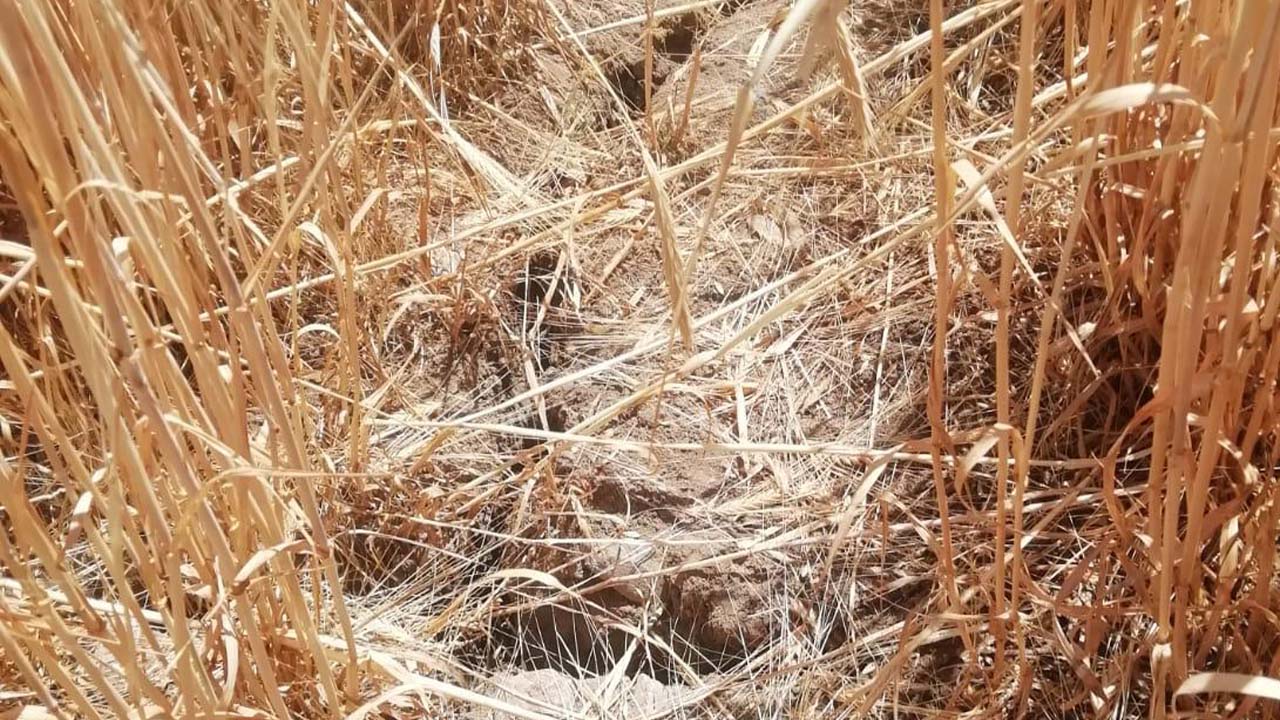 Yozgat’ta Dolu Felaketi: 35’ten Fazla Köyde Ürünler Zarar Gördü!
