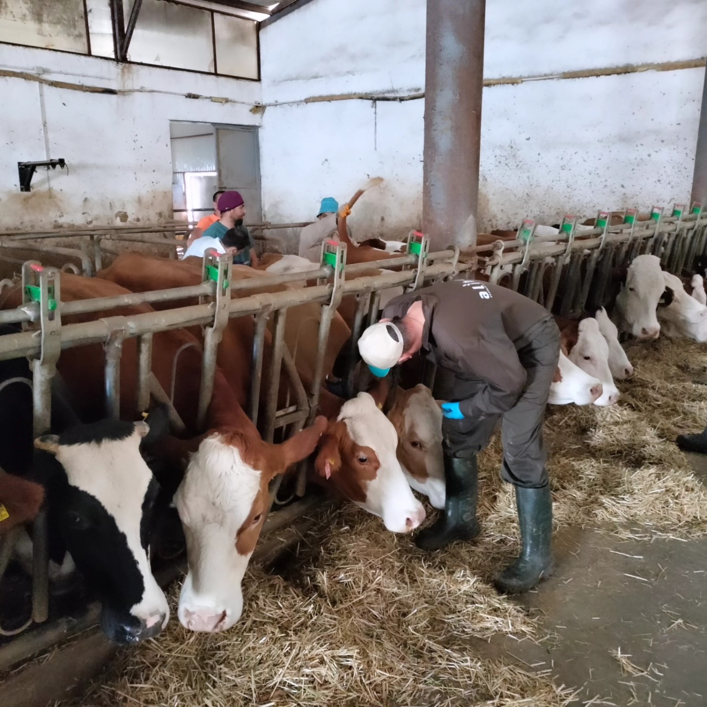 Sorgun’da Şap Hastalığının önüne geçilecek