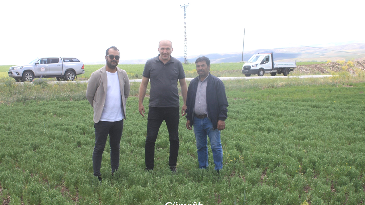 Yozgat'ta Yerli Mercimek Çeşitleri Hasada Hazırlanıyor