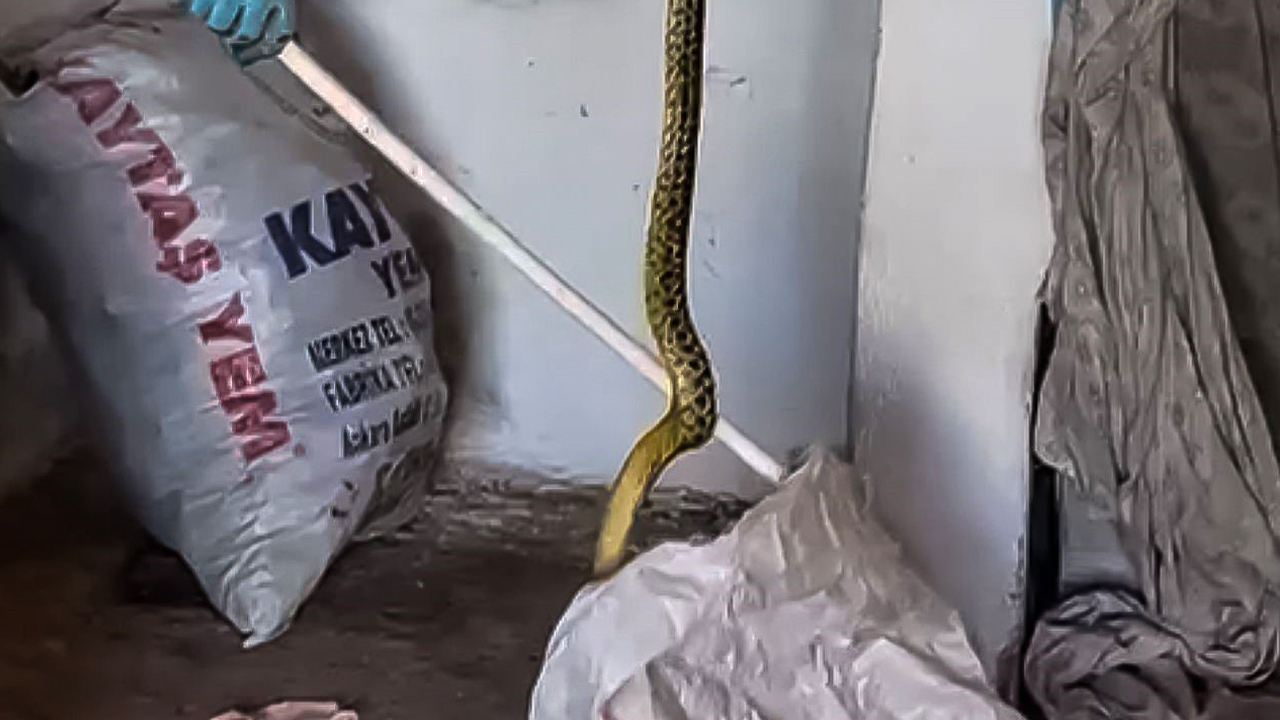 Yozgat'ta Evine Giren 2 Metrelik Dev Yılanı Zarar Vermeden Doğaya Bıraktı