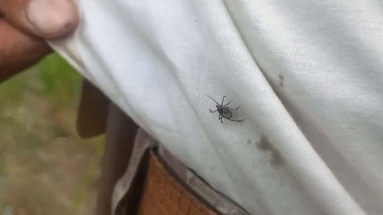 Yozgat’ta Kene Alarmı! Kenenin Radarına Girince Kaçamıyorsun!