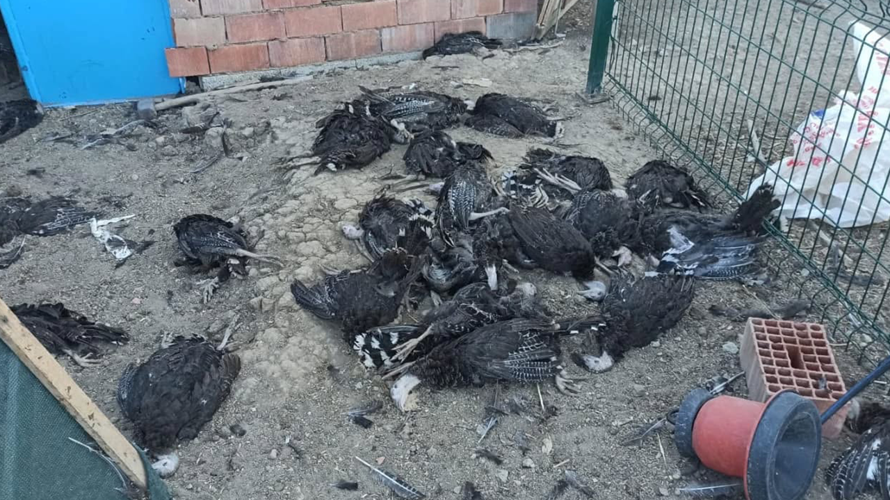 Sorgun'da köpeklerin saldırısı can yaktı