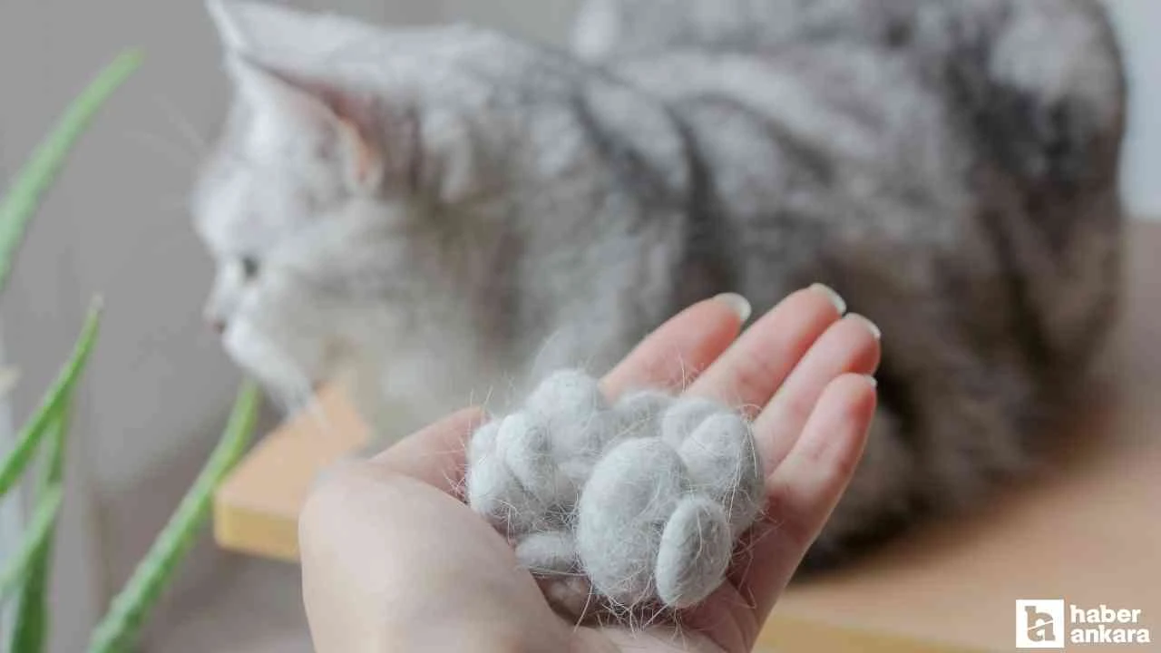 Kedi Tüyü İddiası: 55 Yaşındaki Adam Hayatını Kaybetti