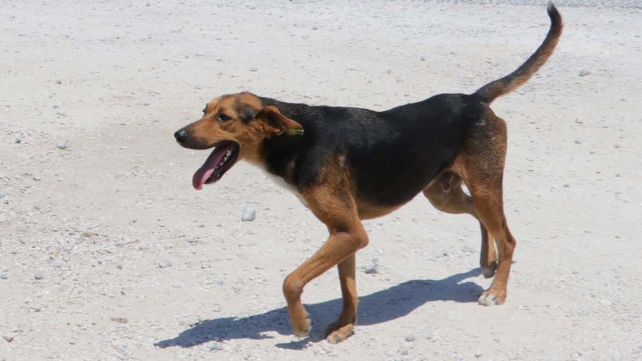 Yozgat’ta Köpeğini Başıboş Bırakan Kişiye İlk Ceza!
