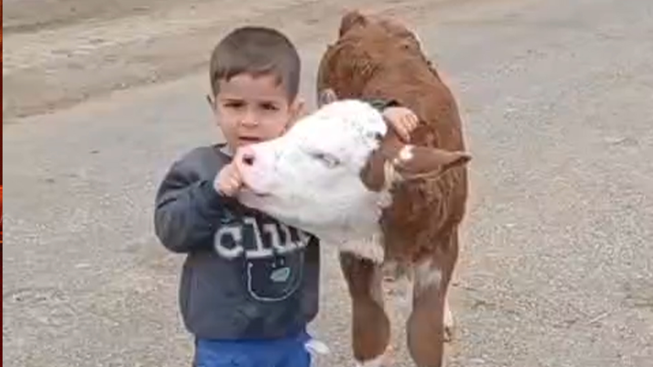 Yozgat'ın Sorgun ilçesinde Çocuk ile Buzağı Arasındaki Lolipop Kavgası Sosyal Medyada Gündem Oldu!