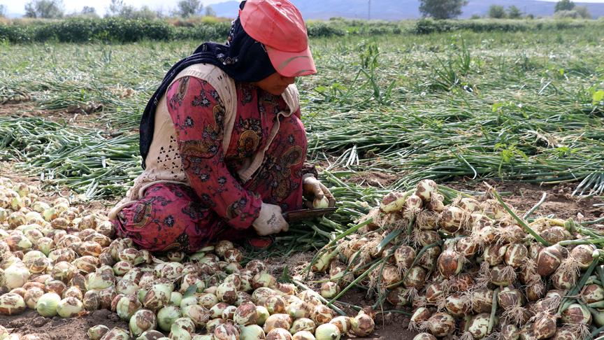 Kuru Soğanı Aylarca Bozulmadan Saklamanın Püf Noktaları! İşte Evde Soğan Saklama Yöntemleri