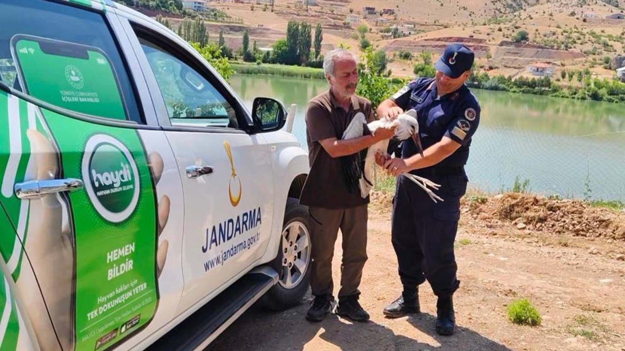 Yozgat’ta Yaralı Leyleğe Jandarma Şefkati!