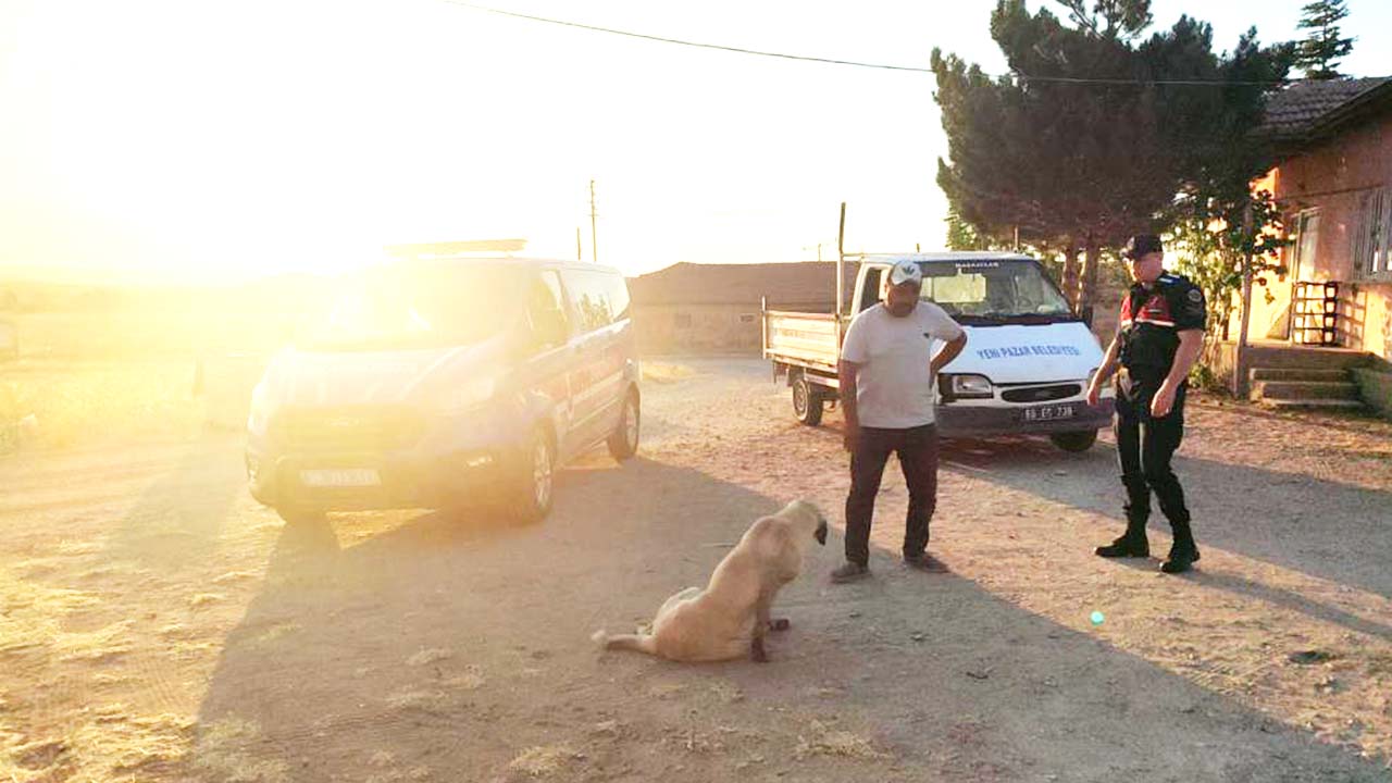 Boğazlıyan’da Başıboş Köpek 8 Yaşındaki Çocuğa Saldırdı