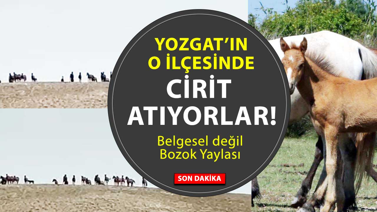 Çayıralan’da Yılkı Atları Görüldü: Doğayla İç İçe Görsel Şölen!